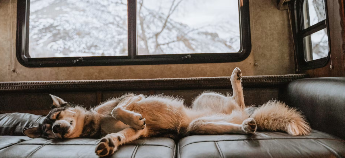 OUR FIRST MONTH SHARING AN RV WITH TWO DOGS